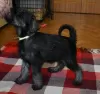 Additional photos: Miniature Schnauzer puppies