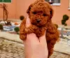 Photo №2 to announcement № 112494 for the sale of poodle (toy) - buy in Serbia 