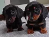 Photo №2 to announcement № 121301 for the sale of dachshund - buy in Germany breeder