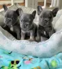 Photo №1. french bulldog - for sale in the city of Empalme Olmos | 296$ | Announcement № 68455