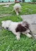 Additional photos: Lagotto Romagnolo puppies