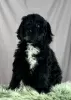 Additional photos: Portuguese Water Dog puppies