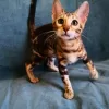 Additional photos: Bengal kittens