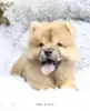 Photo №3. Chow chow puppy. Germany