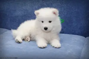 Photo №1. samoyed dog - for sale in the city of Grodno | 1000$ | Announcement № 779