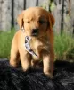 Photo №1. golden retriever - for sale in the city of Эура | Is free | Announcement № 128345