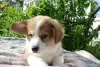 Photo №3. Adorable welsh corgi pembroke boys. Ukraine