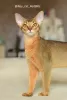 Photo №1. abyssinian cat - for sale in the city of Rostov-on-Don | 716$ | Announcement № 58181