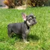 Photo №3. Beautiful Purebred French Bulldog. Germany