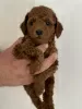 Additional photos: Miniature poodle puppies