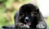 Photo №2 to announcement № 117209 for the sale of caucasian shepherd dog - buy in Bosnia and Herzegovina breeder