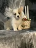 Photo №2 to announcement № 86365 for the sale of welsh corgi - buy in United States private announcement