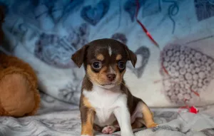 Additional photos: Puppy Girl Chihuahua Kennel