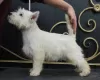 Additional photos: west highland white terrier puppy from Interchampion