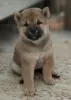 Photo №3. Puppies Shiba inu. Russian Federation