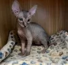 Photo №3. Sphynx kitten ready for adoption. France