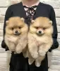 Additional photos: pomeranian puppies