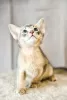 Photo №1. abyssinian cat - for sale in the city of Zaporizhia | 500$ | Announcement № 14924