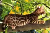 Photo №1. bengal cat - for sale in the city of Знаменка | 292$ | Announcement № 10504