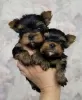 Photo №1. yorkshire terrier - for sale in the city of Parkano | 338$ | Announcement № 120626