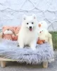 Photo №2 to announcement № 99456 for the sale of samoyed dog - buy in Germany private announcement, from nursery, from the shelter