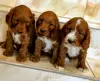 Photo №2 to announcement № 75799 for the sale of english cocker spaniel - buy in Lithuania private announcement, breeder