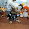 Photo №3. Chihuahua puppy. Russian Federation