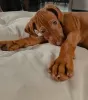 Additional photos: Puppies of the Hungarian Vizsla