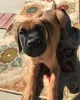 Photo №3. English Mastiff puppies. Switzerland