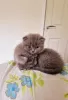 Photo №1. scottish fold - for sale in the city of Ипр | Is free | Announcement № 118051