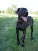 Additional photos: Cane Corso female puppy - FCI pedigree - for work and family