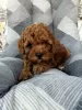 Photo №2 to announcement № 114854 for the sale of poodle (dwarf) - buy in Serbia 