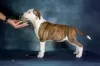 Photo №2 to announcement № 127832 for the sale of american staffordshire terrier - buy in Latvia breeder