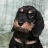 Photo №3. Wirehaired dachshund - dachshund puppies, kennel. Russian Federation