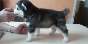 Additional photos: Husky puppies