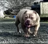 Photo №3. AMERICAN BULLY PUPPIES. Germany