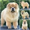 Additional photos: Chow Chow, beautiful puppies