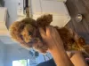 Photo №3. Mini Toy Poodle. United States