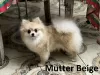 Additional photos: Pomeranian mini