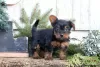 Photo №4. I will sell yorkshire terrier in the city of Oberhausen.  - price - 645$