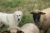 Additional photos: Pyrenean mountain dog puppies