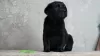 Photo №1. labrador retriever - for sale in the city of Volgograd | 651$ | Announcement № 106970