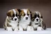 Photo №3. Gorgeous Pembroke Welsh Corgi puppies. Russian Federation