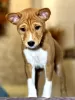 Additional photos: Basenji puppies. African non-barking dog.