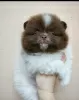 Photo №2 to announcement № 10379 for the sale of pomeranian - buy in Turkey private announcement, breeder