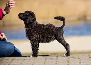 Photo №3. Portuguese water dog puppies. United States