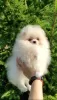 Photo №4. I will sell pomeranian in the city of Minsk. breeder - price - 350$