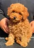 Additional photos: Poodle puppies