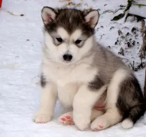 Photo №1. alaskan malamute - for sale in the city of Irkutsk | 500$ | Announcement № 430