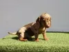 Additional photos: dachshund